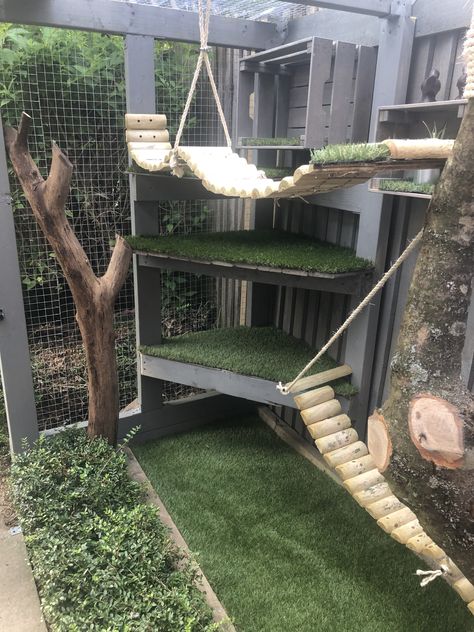 Indoor Raccoon Enclosure, Outdoor Cat Area, Outdoor Cat Patio, Cat Area Ideas, Cat Garden Outdoor, Diy Cat Patio, Cat Enclosure Ideas, Cat Patio Diy, Cat Room Outdoor