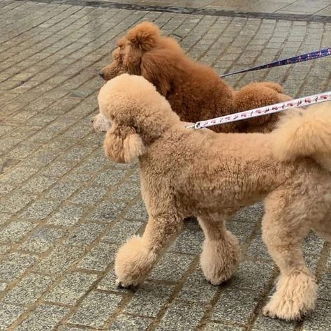 Old Money Dog, Teddy Bear Poodle, Aesthetic Dogs, Money Cat, Dog Photoshoot, Standard Poodles, Dream Dog, Dog Blog