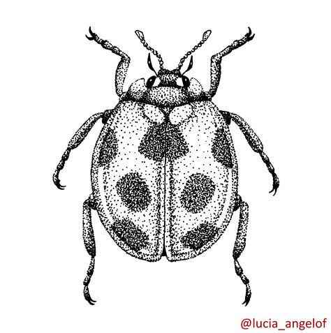 Black & white drawing of a ladybug - dotted shading technique. #beatle #ladybug #bug #insect #blackandwhite #drawing #sketch #shading Ladybug Dot Art, Realistic Ladybug Drawing, Dotted Shading Tattoo, Dot Shading Tattoo Design, Handpoke Shading, Ladybug Drawing Insects, Ladybug Insect Drawing, Dot Shading Tattoo, Stipling Drawings