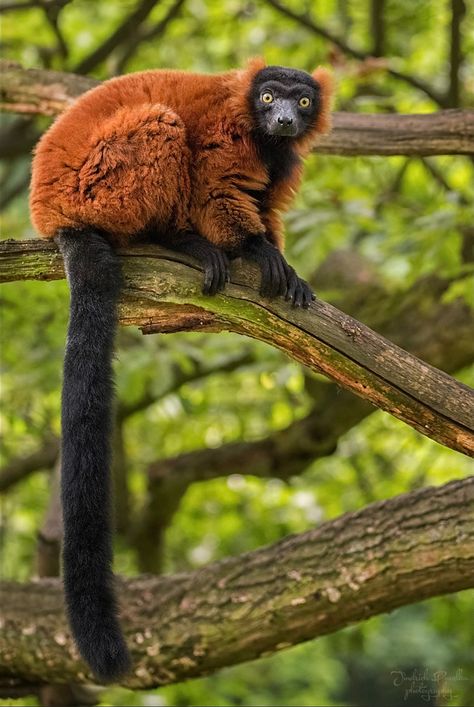 Red Ruffed Lemur, Madagascar Animals, Ruffed Lemur, Ape Monkey, Great Ape, Interesting Animals, Awesome Animals, Primates, Animal Love