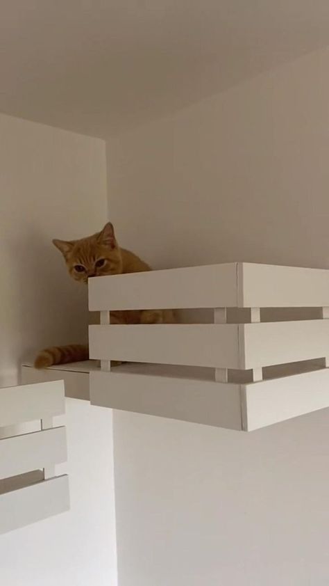 Diy Cat Wall, Katt Diy, Katt Grejer, Chat Diy, Cat Wall Shelves, Diy Cat Tree, Cat Wall Furniture, Cat House Diy, Cats Diy Projects