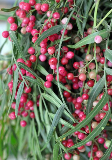 PLANTA TÓXICA Schinus molle - Pimenta rosa, Aroeira-salsa, falso-chorão (Californian Pepper Tree - TOXIC PLANT) Peppercorn Plant, Peppercorn Tree, Pepper Berries, Pepper Berry, Pink Berries, Pepper Tree, Pink Peppercorn, Pink Pepper, Exotic Fruit