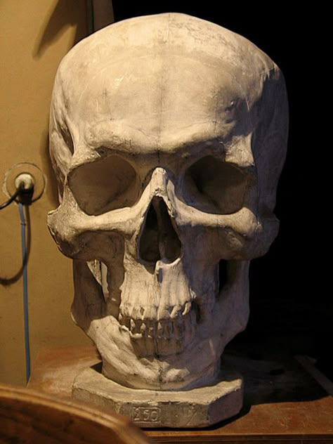 Skull Front Facing, Skull Lighting Reference, Skull Studies, Skull Anatomy, Skull Reference, Skeleton Anatomy, Skeleton Drawings, Anatomy Sculpture, Life Drawing Reference