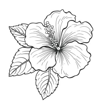 Hibiscus Drawing, Drawing Of Flowers, Hibiscus Flower Drawing, Hibiscus Flower Tattoos, Hawaiian Tattoo, Flower Sketches, Plant Drawing, Flower Coloring Pages, Hibiscus Flower