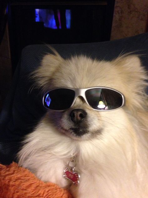 PG, My Pom. Wearing Sunglasses, Dog Lovers, Sunglasses