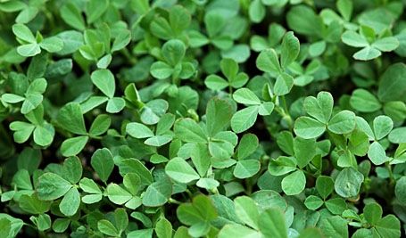 Fenugreek Farming | Fenugreek General Information Fenugreek Plant, Irrigation Methods, Crop Rotation, Powdery Mildew, Leafy Vegetables, Plant Protection, Growing Vegetables, Live Plants, Horticulture