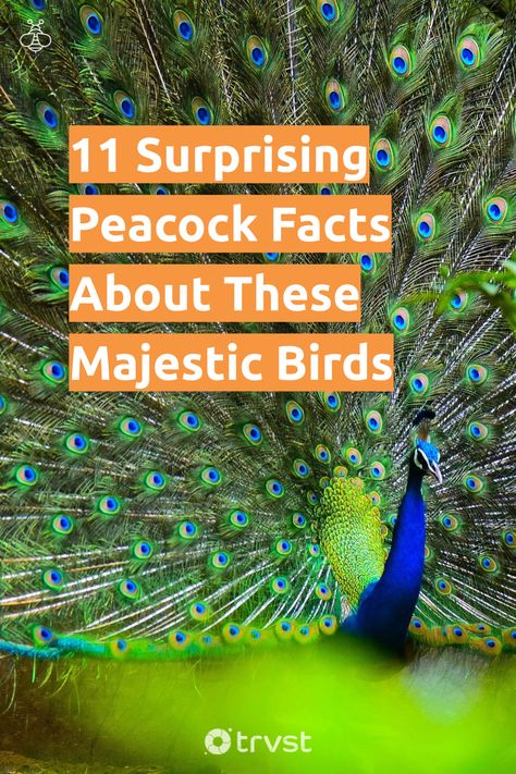 Peacock Habitat, Peacock Care, Peacock Feather Meaning, Peacocks Bird, Peacock Facts, Feather Meaning, Male Peacock, Majestic Birds, Biodiversity Conservation