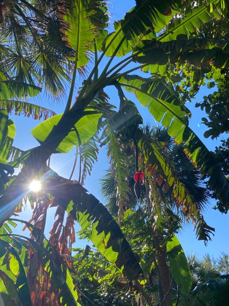 jungle vibes Jungle Vibes Aesthetic, Jungle Explorer Aesthetic, Book Planning, Jungle Pictures, Jungle Aesthetic, Prenup Ideas, Jungle Photography, Low Angle Shot, Jungle Life