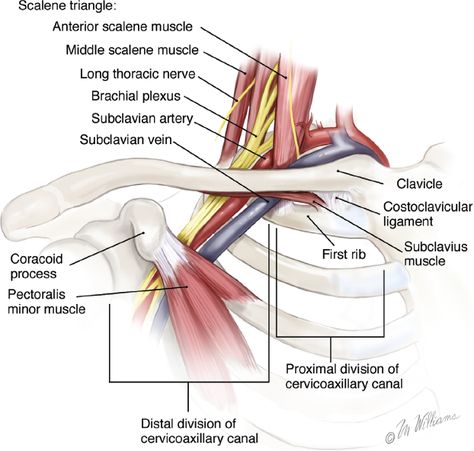 Spinal Anatomy, Shoulder Range Of Motion, Thoracic Outlet, Shoulder Anatomy, Subclavian Artery, Np School, First Rib, Remedial Massage, Dry Needling