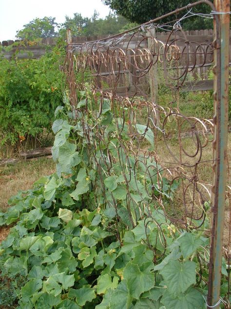 I'm looking for an old, old bed spring. Love this. Bed Spring Trellis, Bed Springs Repurposed, Bed Spring Ideas, Old Garden Gates, Old Bed Springs, Vegetable Trellis, Seasonal Gardening, Bed Spring, Garden Vertical