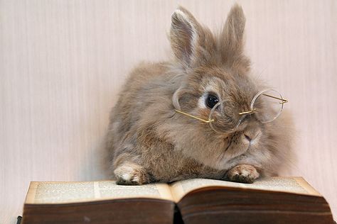 She's makin' a list and checking it twice. Peter Rabbit Characters, Somebunny Loves You, Bunny Lady, Funny Bunnies, Wearing Glasses, Baby Bunnies, Cute Animal Pictures, Cuteness Overload, Cute Bunny