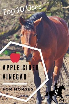 Horse Nutrition, Horse Water, Medicine Tips, Fly Spray, Diy Horse, Horse Care Tips, Horse Info, Horse Treats, Natural Sleep Remedies