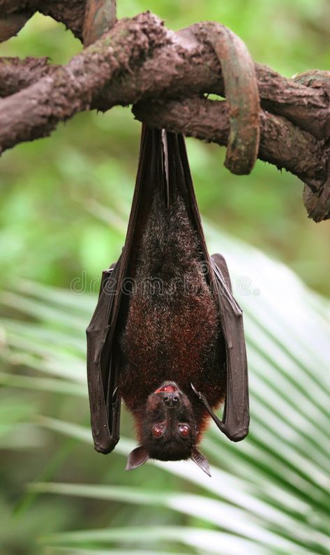 Vampire Bat. Scary Staring Right at You , #Affiliate, #Bat, #Vampire, #Staring, #Scary #ad Bat Eating, Bat Animal, Hanging Upside Down, Rainforest Animals, Fruit Bat, Fruits Images, Creative Photoshop, Vampire Bat, Buy Posters