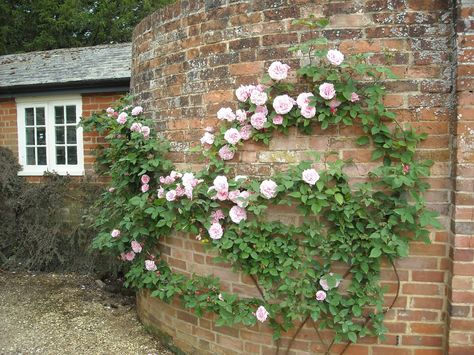 Brick Wall Gardens, Old Brick Wall, Garden Architecture, Climbing Roses, Rose Garden, Spray Roses, Patio Area, Brick Wall, Climbing