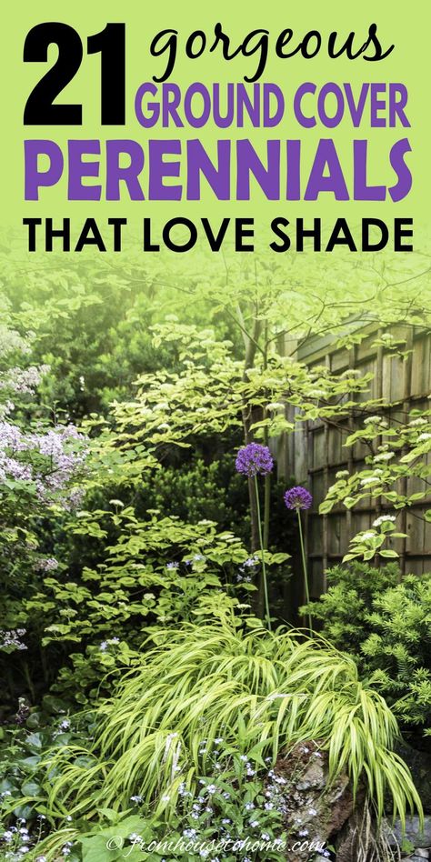 Looking for perennial ground cover plants that will thrive in your shade garden? This list of easy to grow flowering perennials is perfect for shady landscaping. #fromhousetohome #shadeplants #gardeningtips #gardenideas #gardening #groundcover Ground Cover Perennials, Furniture Top View, Part Shade Perennials, Plants For Shade, Shade Loving Shrubs, Ground Orchids, Perennial Ground Cover, Plants Under Trees, Shade Loving Perennials