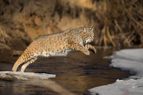 (via 500px / Bobcat jumping over a frozen river by Christophe... Bobcat Pictures, Eurasian Lynx, Frozen River, Magical Nature, Nature And Animals, Cat Calendar, Jungle Cat, Nature Tour, Exotic Cats