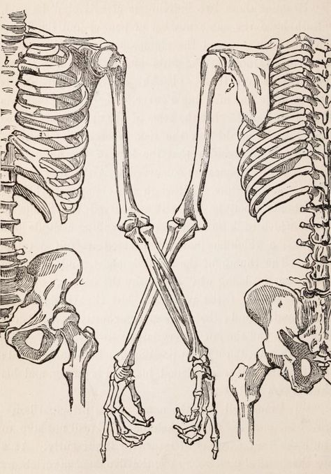 Skeletons Reaching For Each Other, Skeleton Hands Drawing, Skeleton Anatomy, Skeleton Drawings, Learning To Draw, Human Skeleton, Skeleton Bones, Human Anatomy Art, Skeleton Art