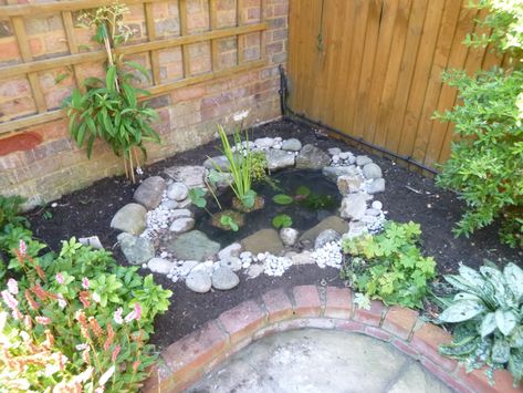 Mini Pond Garden, Mini Garden Pond Ideas, Toad Pond, Small Garden Ponds Ideas Diy, Mini Garden Pond, Pond Rockery Ideas, Small Raised Pond, Small Ponds Ideas, Mini Ponds Backyard