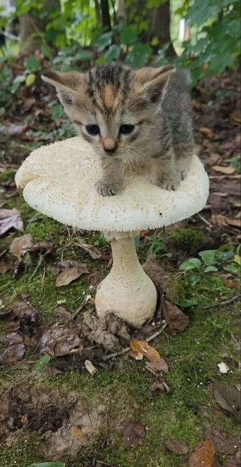 cat kitty mushroom green aesthetic cute core cottage core kitten