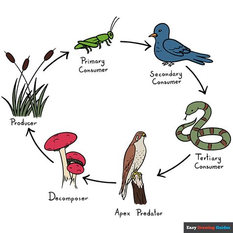 Drawing Of Food, Food Chain Diagram, Science Food Chains, Back To School Art, Easy Hairstyles For School, Horse Dressage, Food Web, Drawing Tutorial Easy, Plant Drawing