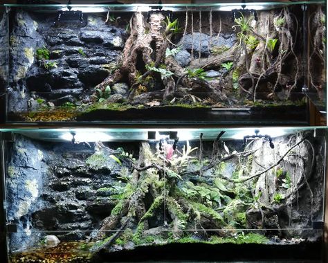 Crocodile Skink Enclosure, Skink Enclosure, Red Eyed Crocodile Skink, Crocodile Skink, Bioactive Vivarium, Vivarium Ideas, Snake Enclosure, Plants In Jars, Turtle Habitat