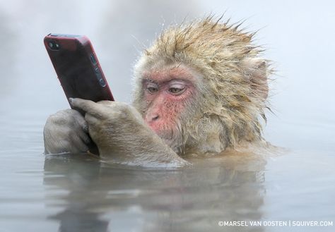 Snow Monkey using an iPhone A Monkey, Water