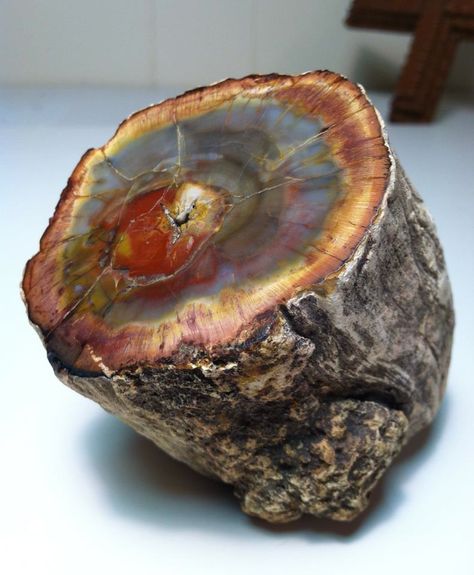 Fossil (Petrified) Wood Petrified Wood Jewelry, Rocks And Fossils, Geology Rocks, Rock Minerals, Pretty Rocks, Beautiful Rocks, Rock Collection, Mineral Stone, Wood Jewelry