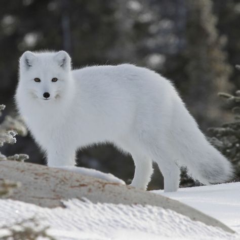 Tundra Animals, Volpe Artica, Arctic Foxes, Animals Jokes, Snow Animals, Fox Pictures, Cut Animals, Fox Painting, Pet Fox