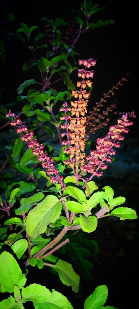 Tulsi Plant Aesthetic, Tulsi Vivah Snap, Tulsi Aesthetic, Nature Snap, Tulsi Vivah, Nature Ideas, Tulsi Plant, Wallpaper Drawing, Heena Design