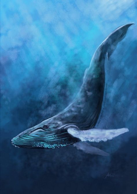 Whale Drawing, Humpback Whale, Blue Whale, The Ocean, Deviantart, Blue