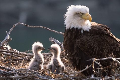 Here, Peter Mather shares the story behind this long-sought image of a Bald Eagle and two eaglets. Baby Bald Eagle, Yukon River, Eagle Images, Eagle Nest, Eagle Pictures, Pretty Birds, Bird Photo, Alam Yang Indah, Birds Of Prey