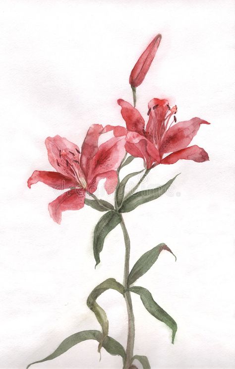 Lily Flower Illustration, Watercolour Lily, Lily Flower Watercolor, Lilly Flower Drawing, Red Lily Flower, Tulip Drawing, Lilies Drawing, White Lily Flower, Pencil Drawings Of Flowers