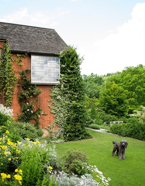 CLING THEORY | Climbing hydrangea mixed with two types of Euonymus fortunei at Hollister House... Climbing Hydrangea Vine, Euonymus Fortunei, Hydrangea Vine, Shade Landscaping, Clematis Plants, Evergreen Vines, Growing Vines, Climbing Hydrangea, Virginia Creeper