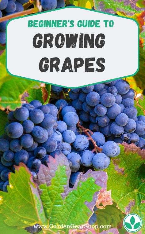 How To Grow Grapes, Grape Vine Trellis, Grapes Growing, Grow Grapes, Grape Vine Plant, Planting Fruit Trees, Grape Tree, Grape Trellis, Grape Arbor