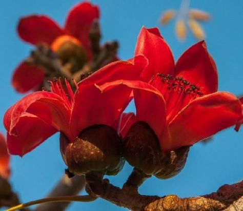 Wonderful Red Silk Cotton Tree - Wander Lord Bird Hunter, Cotton Box, Silk Tree, Wonderful Flowers, Deciduous Trees, Red Silk, Coral Color, Live Long, Growing Tree