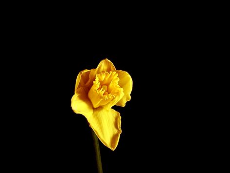 Beautiful Blooming Flower Gifs - GIFs - Imgur Halloween Imagem, Rosé Gifs, Garden Of Earthly Delights, Black And White Art Drawing, Yellow Daffodils, Daffodil Flower, Black Background Images, Flowers Gif, Banner Gif