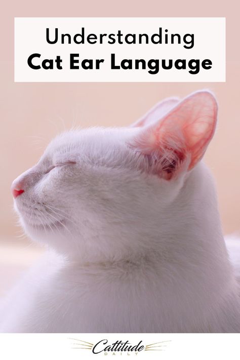 Cat ear language is one of the most important ways your cat communicates with you. Find out what your cat's ears are saying to you here. Cat Ear Language, Cat Petting, Cat Breeding, Cat Questions, Cat Rescue Stories, Cat Behavior Problems, Cat Communication, Cat Area, Cat Problems