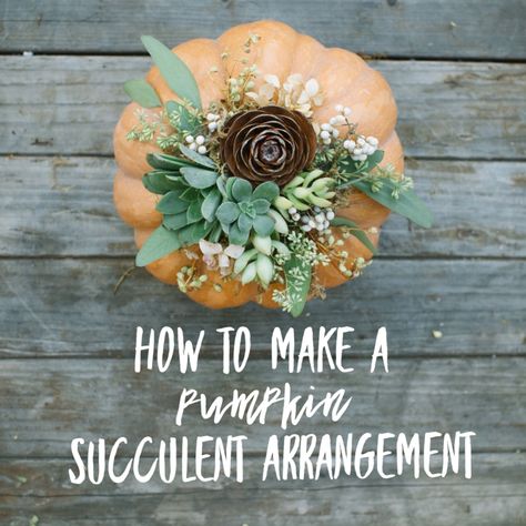 How To Make a Succulent Pumpkin Arrangement — Poppie Lady Succulent Pumpkin Arrangements, Pumpkins With Succulents On Top, Diy Mouse, Pumpkin Flowers, Succulent Diy, Pumpkin Floral Arrangements, Succulent Pumpkin, Pumpkin Planter, Pumpkin Arrangements