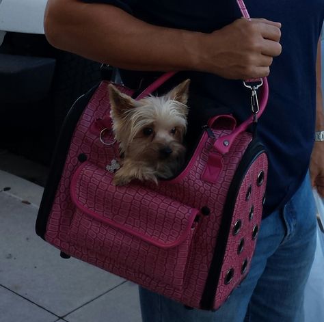 Chloe being carried by Daddy :) #Yorkie #Yorkshire Terrier #Puppy Purse Puppy Purse, Yorkshire Terrier Teacup, Yorkshire Terrier Haircut, Yorkshire Terrier Puppy, Yorkie Moms, Silky Terrier, Teacup Yorkie, Yorkie Poo, Yorkie Dogs