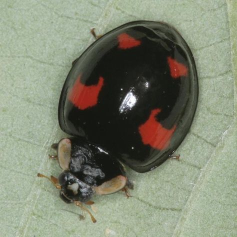 Melanic (dark) Harlequin ladybug (Harmonia axyridis spectabilis) on bramble leaf. Melanistic Animals, Types Of Spiders, Black Ladybug, Different Types Of Animals, Black Animals, Types Of Animals, Rare Animals, Arthropods, Vintage Eclectic