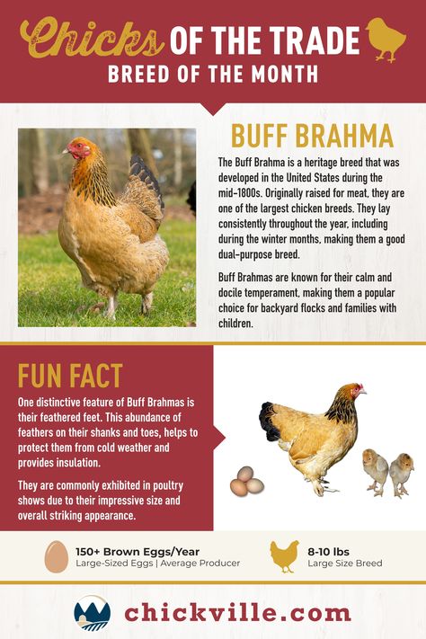 This heritage breed was developed in the United States during the mid-1800s. Originally raised for meat, they are one of the largest chicken breeds. They lay consistently throughout the year, including during the winter months, making them a good dual-purpose breed. Fun Facts:⁠ • Lays about 200 large brown eggs per year on average⁠ • Average adult weight is 8-10 lbs • Very docile and make gentle mothers as well as great pets • Great in colder climates and good layers of winter eggs Chicken Species, Chickens Backyard Breeds, Largest Chicken Breed, Chicken Composting, Pullets Chickens, Poultry Farm Design, Happy Chickens, Chicken Facts, Animal Tips