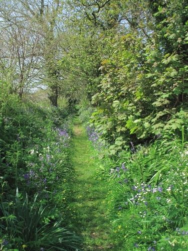 Hedgerow Flowers, Spring Sunshine, Forest Path, Have Inspiration, Wildlife Gardening, British Countryside, English Countryside, Dream Garden, Hedges