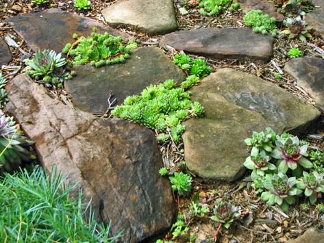 Hens And Chicks Rock Garden, Hens And Chicks Succulent, Hen And Chicks, Retirement Life, Dry River, Dreamy Garden, Ground Covers, Garden Diary, Rock Gardens