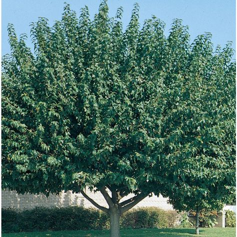 3.58-Gallon Fruitless Mulberry Shade Tree (L3600) Fast Growing Shade Trees, Mulberry Trees, Pool Makeover, Diy Planters Outdoor, Desert Trees, Tree In Pot, Landscaping Trees, Landscaping Inspiration, Nursery Modern