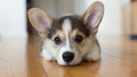 Pictures Of Puppies Wallpaper HD - Best Wallpaper HD Southern Dog Names, Welsh Corgi Pembroke, Girl Dog Names, Dog Puns, Cute Dogs Images, Baby Animals Pictures, Corgi Puppy, Cute Corgi, Dog Eyes