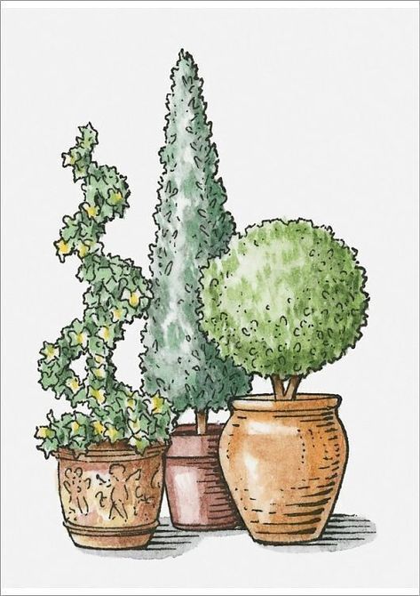 Topiary Plants, Illustration Simple, Watercolor Plants, Paper Illustration, Pot Plant, Print Illustration, Poster Size Prints, Plant Drawing, Colouring Book