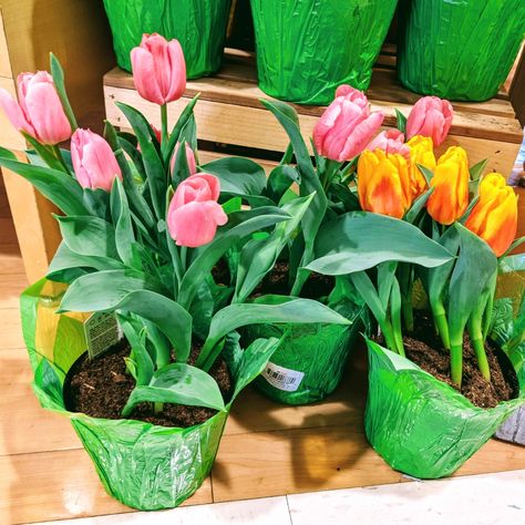 How To Plant Tulips In Pots, Potted Tulips Indoors, Planting Tulips In Containers, Tulip Landscaping Front Yards, Planting Tulips In Pots, How To Grow Tulips Outdoors, Where To Plant Tulips, Planting Tulips In Spring, When To Plant Tulips In Pots