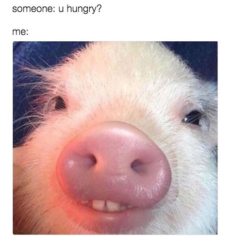 32 Memes You'll Laugh At If You're In A Relationship With Food Funny Pig Pictures, Pig Pictures, Cute Piglets, Funny Pigs, Mini Pigs, Cute Piggies, Pet Pigs, Baby Pigs