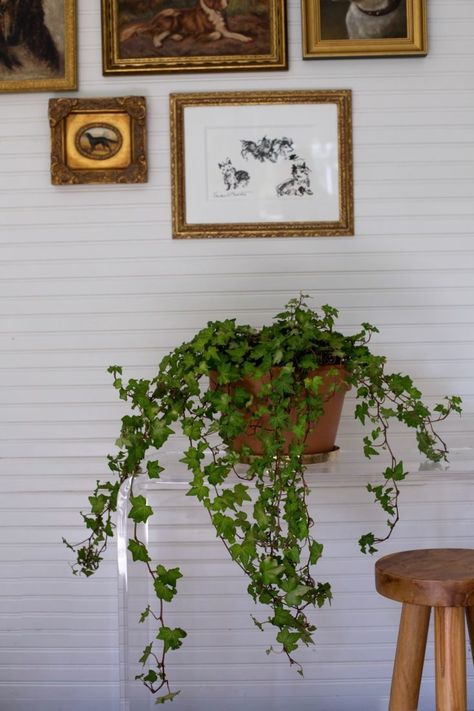 English Ivy houseplant by Mimi Giboin: Above: A Hedera Ivy in a 6-inch hanging basket is $12.98 from Home Depot. Botanical Name: Hedera helix: Care and Feeding: Improve the drainage of ivy’s soil with a shallow layer of pebbles at the bottom of the pot, avoid direct sunlight, and let the soil dry out between waterings. Design Tip: This vine is at its most dramatic when allowed to spill over the edge of a shelf or tabletop. Ivy Houseplant, Ivy Plant Indoor, Hanging Plants Outdoor, Indoor Plants Low Light, Hanging Plants Diy, Indoor Plants Styling, Evergreen Vines, English Ivy, Hanging Plants Indoor