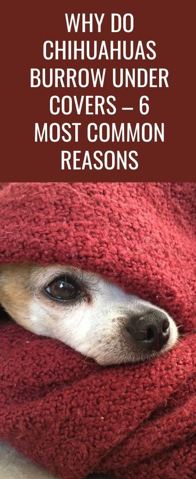 Has your dog’s snuggling led to you asking why do Chihuahuas burrow under covers? If yes, then this feature has all the answers you need! Chihuahua Quotes Funny, Chihuahuas Funny, Chihuahua Dogs Funny, Chiwawa Chihuahuas, Chiweenie Puppy, Chiwawa Puppies, Deer Chihuahua, Chiwawa Dog, Cute Tiny Dogs